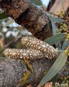 Filigree Lattice Oval Kundan Openable Kangan