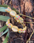 Pastel Lotus Meenakari & Kundan Floral Bangles